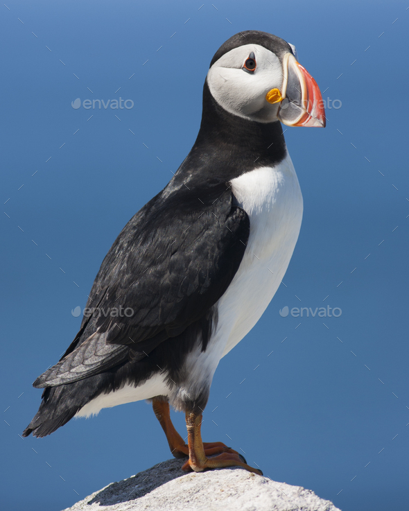 An Atlantic Puffin with his colourful bill.