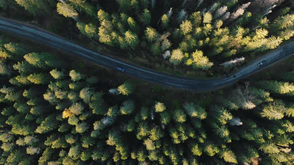 Automobile Drives Along Empty Road Across Wonderful Forest alt