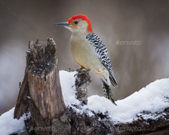 Red Headed Woodpecker perching on a branch covered in snow.