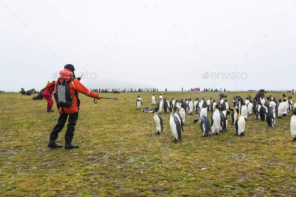 People watching a small colony of King Penguins on South Georgia.