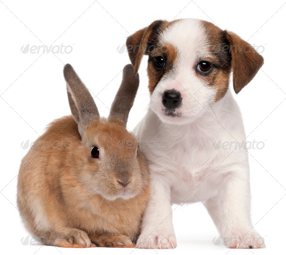 Jack Russell Terrier puppy, 2 months old, and a rabbit, in front of white background