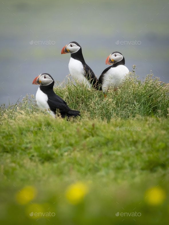 Three puffin birds in the grass on the cliffs of Dyrholaey.