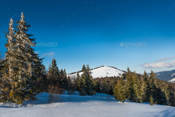 Mesmerizing positive landscape of tall slender fir - Stock Photo - Images