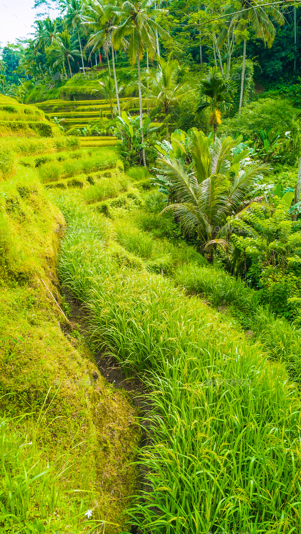 Tourist walking path along amazing tegalalang rice terrace fields with beautiful coconut palm trees - Stock Photo - Images
