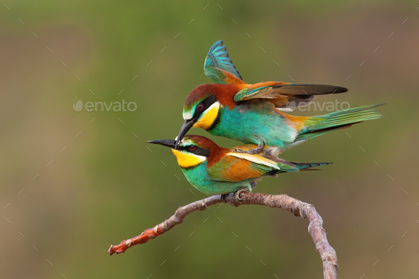 Two european bee-eaters copulating in breeding season with green background - Stock Photo - Images