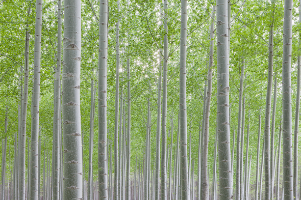 Poplar tree plantation, tree nursery growing tall straight trees with white bark in Oregon, USA