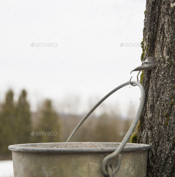 A metal pail hanging from a hook in the bark of a maple tree. Collecting the sap.