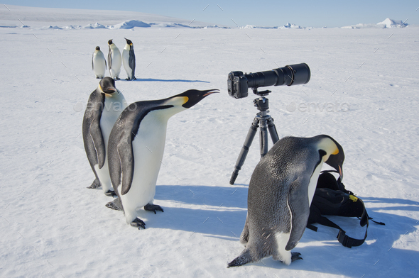 Curious Emperor penguins looking at camera and tripod on the ice on Snow Hill island.