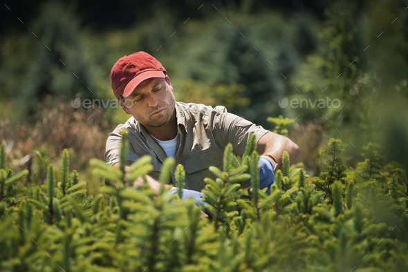 A man wearing protective gloves clipping and pruning a crop of conifers, pine trees in a plant nursery.