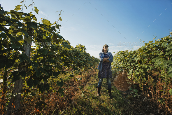 A woman tending the growing grape vines in a vineyard, pruning and tying the shoots in.