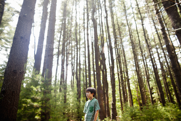 A young boy playing in the pine forest, surrounded by tall straight tree trunks.
