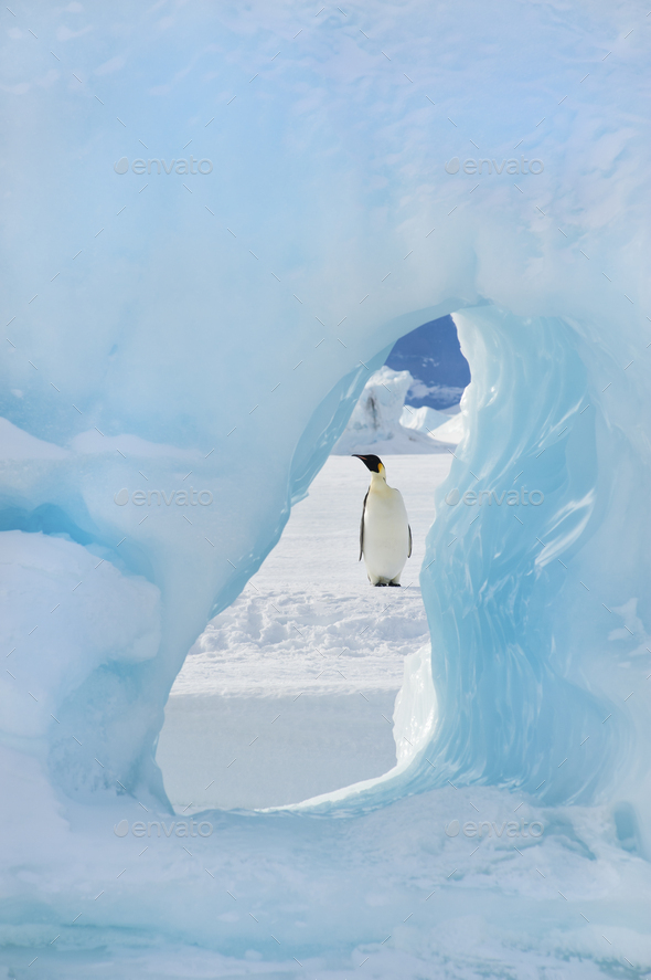 An adult Emperor penguin standing on the ice on Snow Hill island. Seen through an ice arch.
