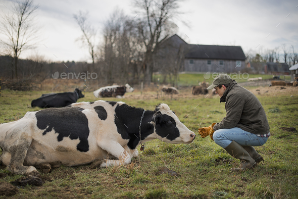 A small organic dairy farm with a mixed herd of cows and goats.