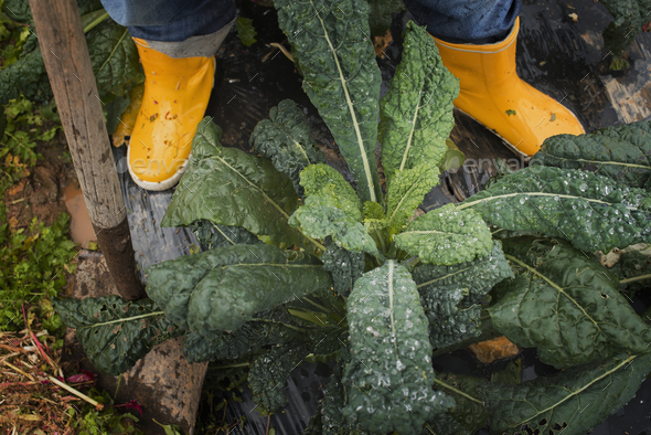 Organic Farmer at Work. A person\'s feet in yellow work boots.