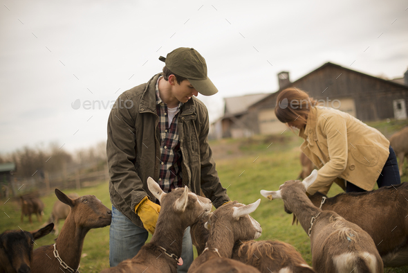 Farmer working at a small organic dairy farm with a mixed herd of cows and goats.