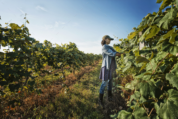 A woman tending the growing grape vines in a vineyard, pruning and tying the shoots in.
