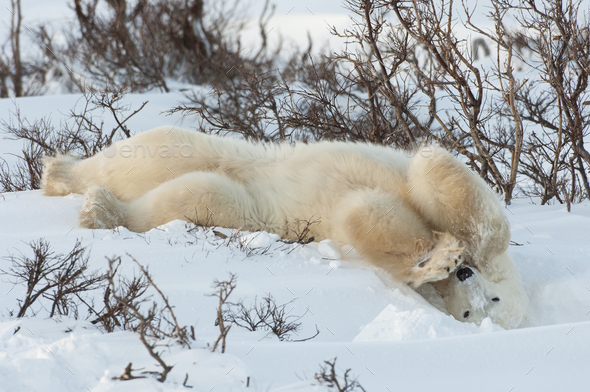 Polar bears in the wild. A powerful predator and a vulnerable or ...