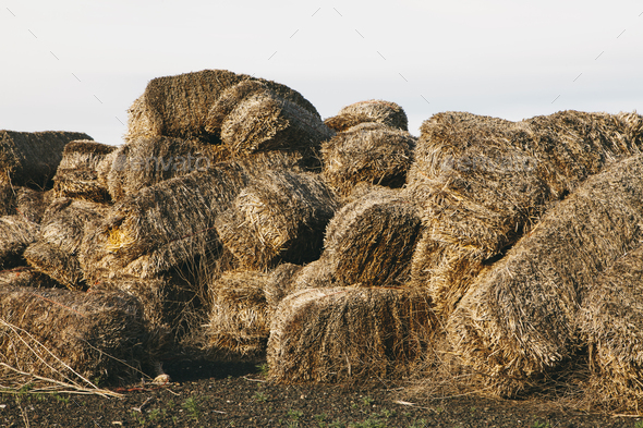 Straw bales in a heap rotting with age and damp. - Stock Photo - Images