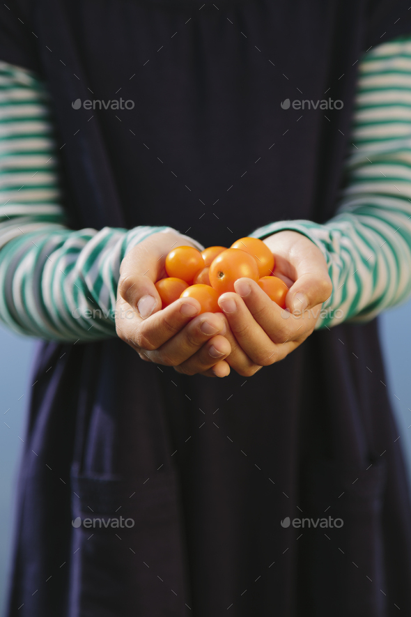 Nine year old girl holding handful of organic yellow cherry tomatoes