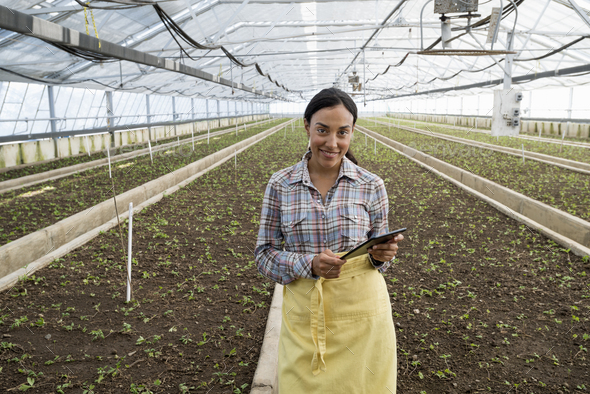 A commercial greenhouse in a plant nursery growing organic flowers. A woman using a digital tablet.
