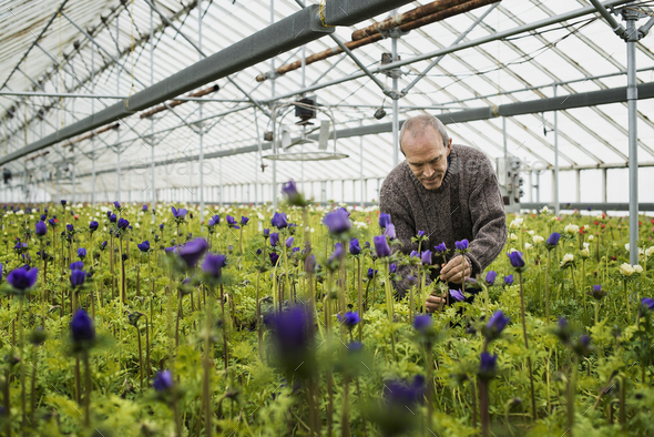 A man working in an organic plant nursery glasshouse in early spring.