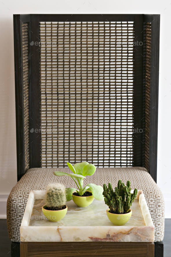 A collection of three succulent cactus houseplants by a bamboo screen.