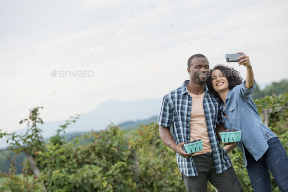 A couple taking a selfy with a smart phone, fruit picking on an organic farm.