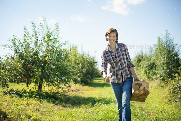 A woman picking apples in the orchard at an organic fruit farm,carrying a wicker basket.