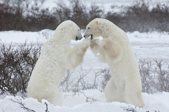 Polar bears in the wild. A powerful predator and a vulnerable or potentially endangered species.