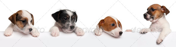 Jack Russell Terrier puppies, 2 months old, getting out of a box in front of white background - Stock Photo - Images