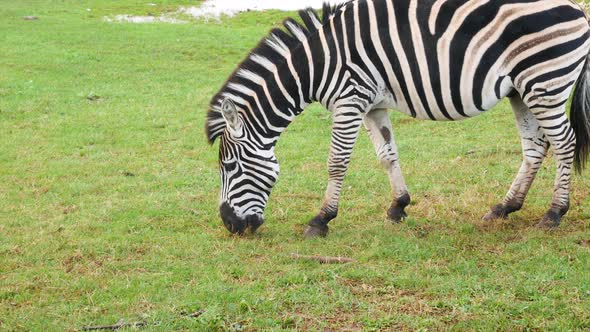 Grassing Zebra