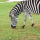 Grassing Zebra - VideoHive Item for Sale