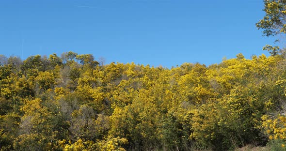 Acacia dealbata, known as silver wattle, Provence, France alt