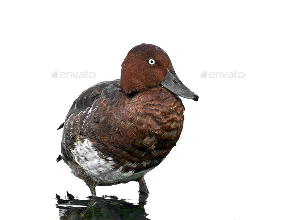 Ferruginous duck (Aythya nyroca) - Stock Photo - Images