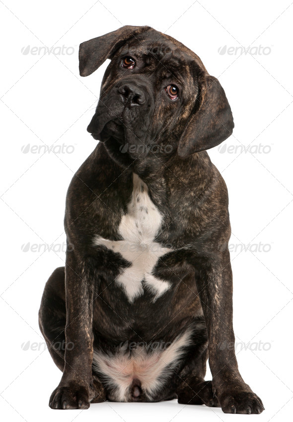 Cane Corso 9 Months Old Sitting In Front Of White Background Stock