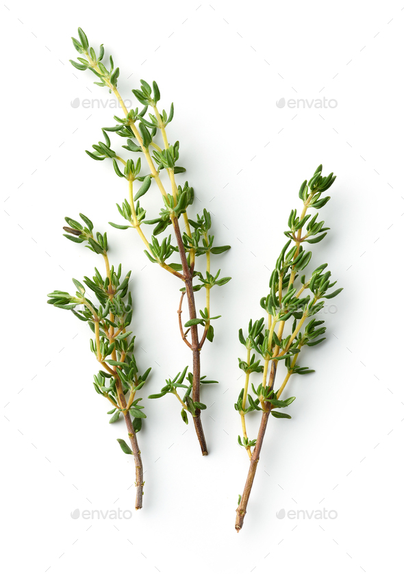 THYME WHITE