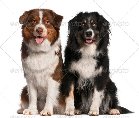 Australian Shepherd dogs, 3 years old and 18 months old, sitting in front of white background - Stock Photo - Images