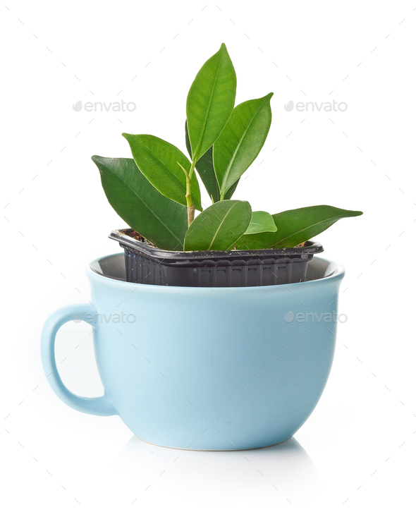 new ficus plant - Stock Photo - Images
