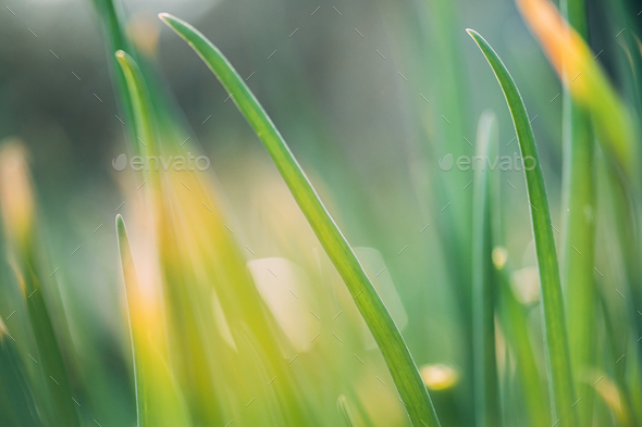 Scallions Or Green Onions, Spring Onions, Or Salad Onions. Young Spring Green Leaf Leaves Growing In - Stock Photo - Images