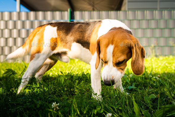 Tricolor beagle dog eats grass, sunny summer day