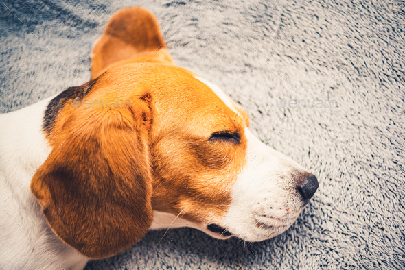 Closeup of dog head with big ears from side. Sleeping beagle dog on a sofa