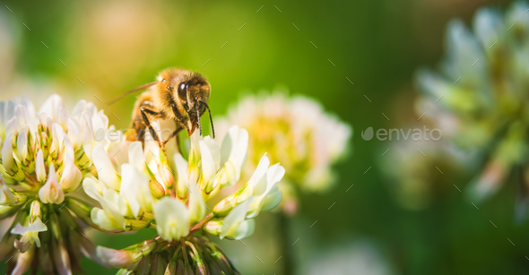 Close up of honey bee on the clover flower in the green field. Green background