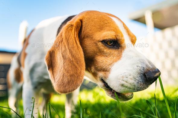 Tricolor beagle dog eats grass, sunny summer day