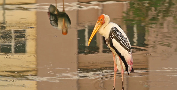 Painted Stork Standing In Pond alt