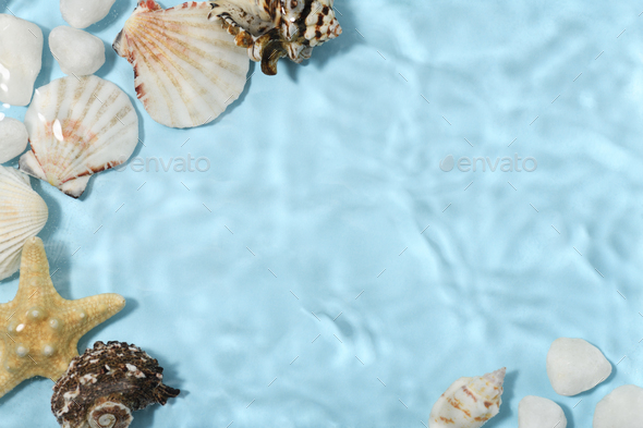 Underwater background with seashells Stock Photo by annakhomulo | PhotoDune