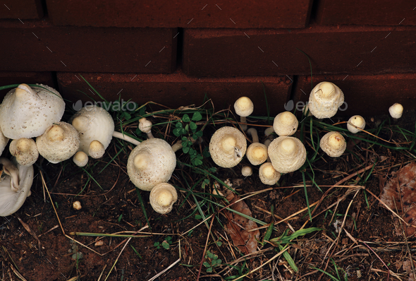 Mushrooms on the garden floor