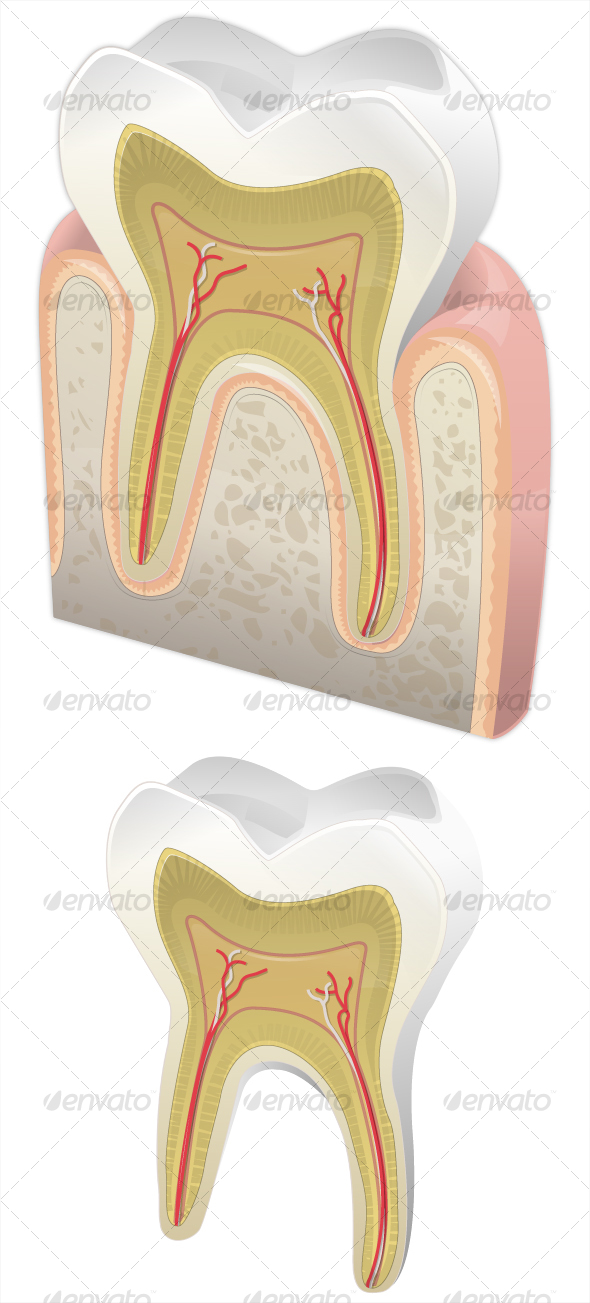 Human tooth - Health/Medicine Conceptual