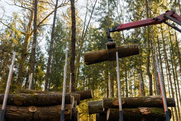 Crane in forest loading logs in the truck. Timber harvesting and transportation in forest - Stock Photo - Images