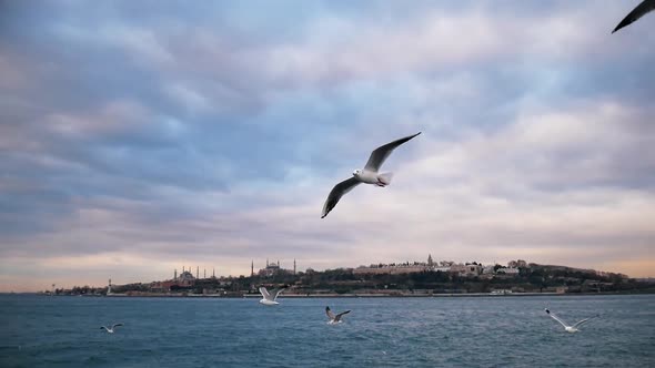Flight Of Seagulls Over Bosphorus - Slow Motion