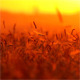  Wheat At Sunset  - VideoHive Item for Sale